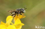 Anthidium lituratum