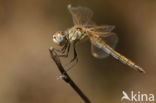 Red-veined Darter (Sympetrum fonscolombii)