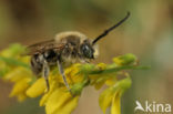 Tetralonia salicariae