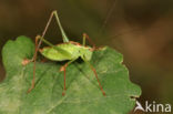 Struiksprinkhaan (Leptophyes punctatissima)