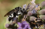 Vlekkenbij (Thyreus orbatus)