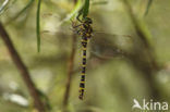 Cordulegaster boltonii immaculifrons