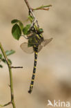 Gewone bronlibel (Cordulegaster boltonii immaculifrons)