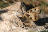 The Hermit (Chazara briseis)