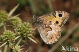 Grayling (Hipparchia semele)