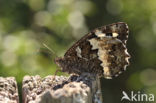 Great Banded Grayling (Brintesia circe)