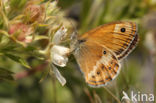 Dusky Heath (Coenonympha dorus)