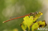 Oranje breedscheenjuffer (Platycnemis acutipennis)