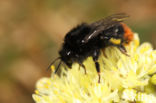 Red-tailed bumblebee (Bombus lapidarius)