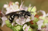 Klokjesgroefbij (Lasioglossum costulatum)