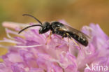 Lasioglossum subhirtum