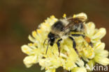 Bombus sylvarum