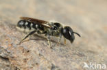 Osmia scutellaris