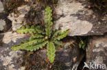 Rusty Back (Asplenium ceterach)