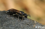 Hylaeus angustatus