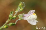 Pale Toadflax (Linaria repens)