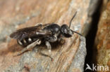 Klokjesgroefbij (Lasioglossum costulatum)