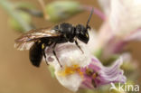 White-faced Bee (Hylaeus communis)