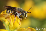 Tweelobbige wolbij (Anthidium oblongatum)