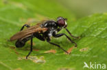 Cordilura ciliata