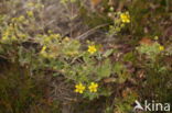 Hoary Cinquefoil (Potentilla argentea)