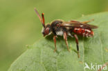 Dubbeldoornwespbij (Nomada femoralis)