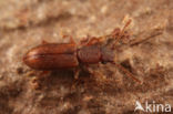 Silvanoprus fagi