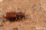 Silvanoprus fagi