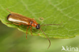 Rhagonycha lutea