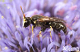 Brilmaskerbij (Hylaeus dilatatus)