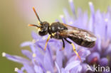 Brilmaskerbij (Hylaeus dilatatus)