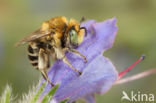 Kleine sachembij (Anthophora bimaculata)