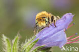 Kleine sachembij (Anthophora bimaculata)