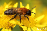 Donkere zomerzandbij (Andrena nigriceps)