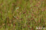 Small Red Damselfly (Ceriagrion tenellum)