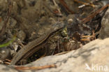 Wall Lizard (Podarcis muralis)