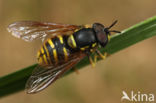 Bolle Fopwesp (Chrysotoxum arcuatum)