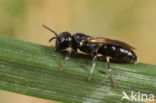 Hylaeus brachycephalus