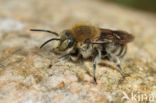 Grote harsbij (Anthidium byssinum)