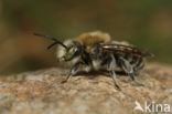 Grote harsbij (Anthidium byssinum)