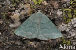 Pseudoterpna pruinata