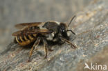 Megachile melanopyga