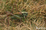 Wart-biter (Decticus verrucivorus)