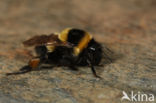 Grote tuinhommel (Bombus ruderatus)