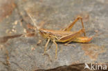 Sharp-tailed Grasshopper (Euchorthippus declivus)