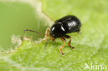 Cryptocephalus labiatus