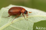 Serica brunna