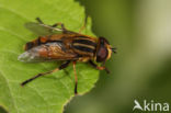 Moeraspendelvlieg (Helophilus hybridus)