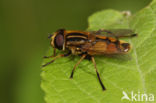 Moeraspendelvlieg (Helophilus hybridus)