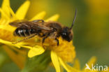 Donkere rimpelrug (Andrena bimaculata)